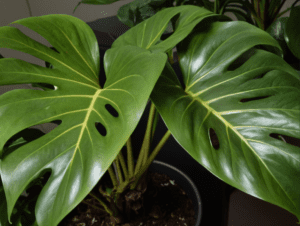 Philodendron (Philodendron spp.) Philodendron (Philodendron spp.)