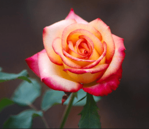 Roses (Rosa spp.) Roses (Rosa spp.)