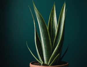 Snake Plant (Sansevieria) Snake Plant (Sansevieria)