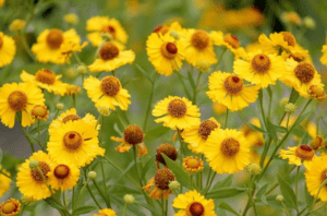 Sneezeweed Helenium autumnale Sneezeweed Helenium autumnale