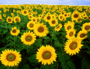 Sunflowers (Helianthus annuus) Sunflowers (Helianthus annuus)