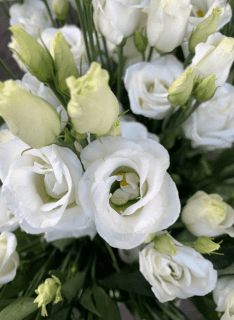 White Lisianthus close Close-up view of delicate white lisianthus petals