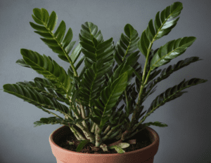 ZZ Plant (Zamioculcas zamiifolia) ZZ Plant (Zamioculcas zamiifolia)