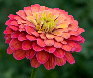 Zinnias (Zinnia spp.) Zinnias (Zinnia spp.)