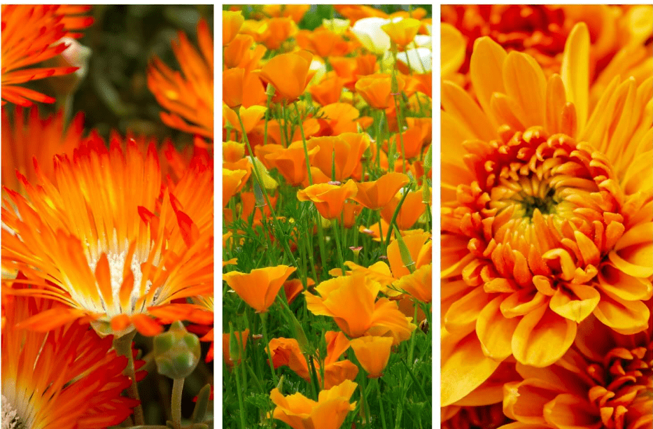 orange flowers orange flowers