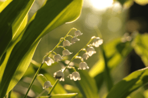 yellowing leaves of Lily of the Valley yellowing leaves of Lily of the Valley