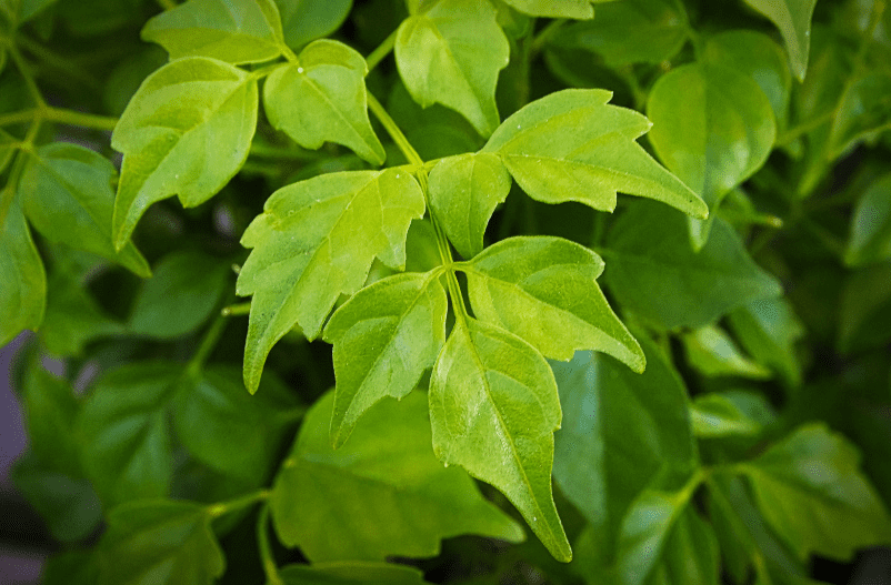 China Doll Plant China Doll Plant