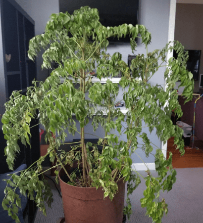 China Doll plant leaf drop China Doll plant leaf drop