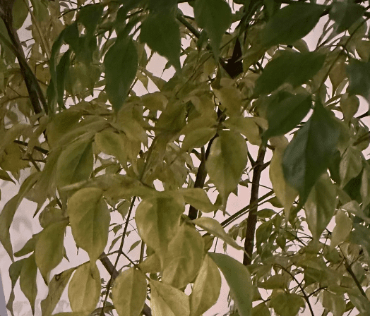 Yellowing leaves on a China doll plant Yellowing leaves on a China doll plant