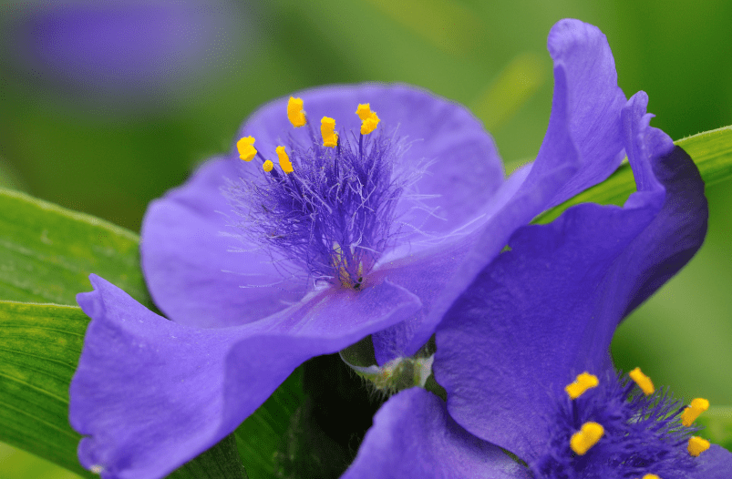 spiderwort spiderwort