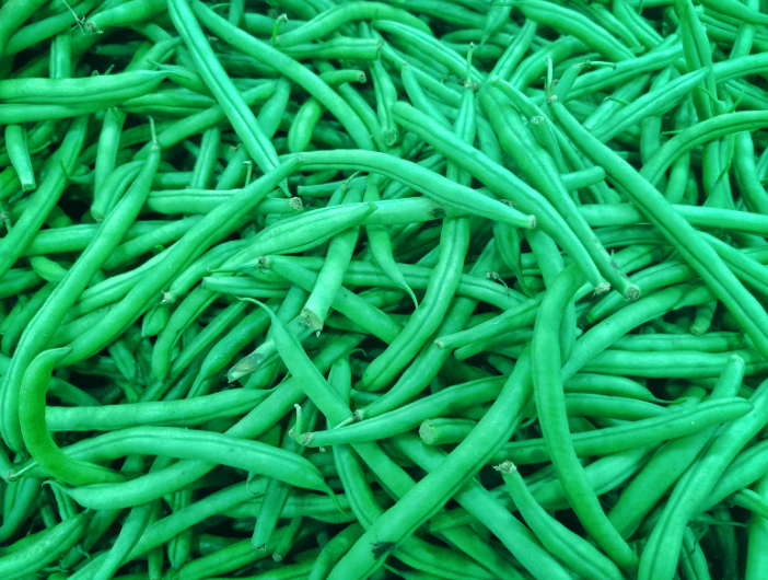 Blue Lake Bush Beans Blue Lake Bush Beans