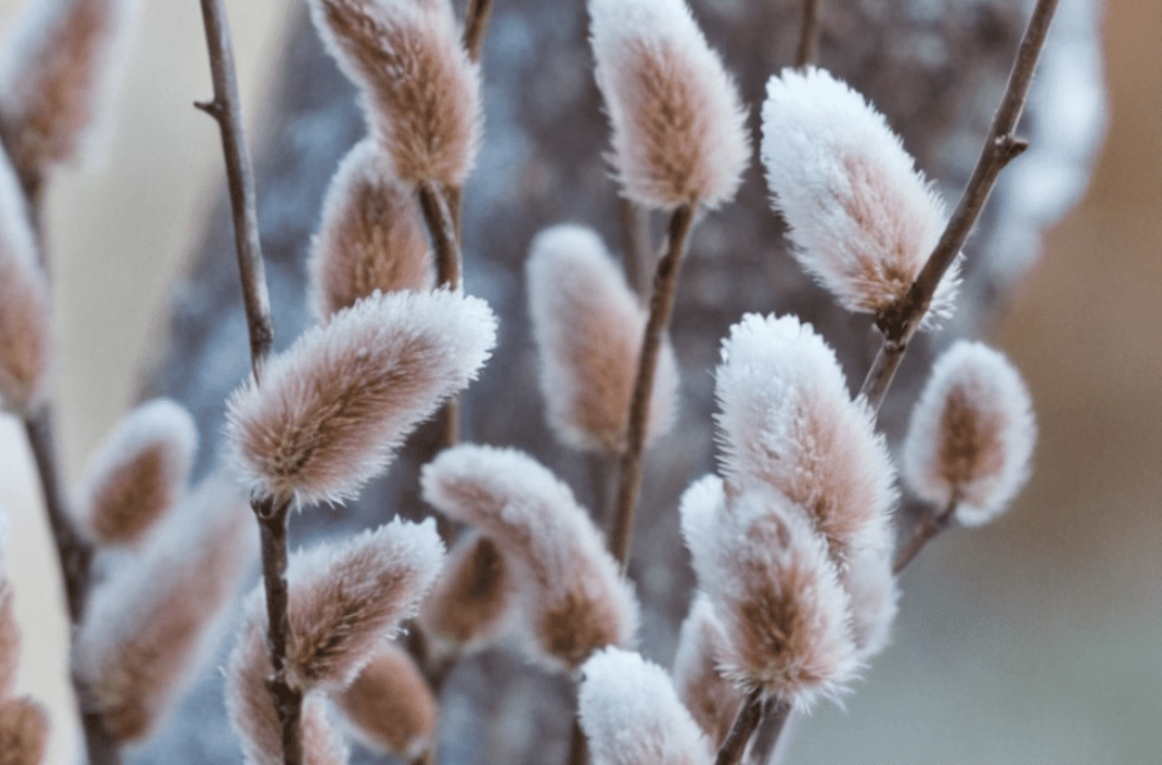 Japanese Pussy Salix chaenomeloides Japanese Pussy Salix chaenomeloides
