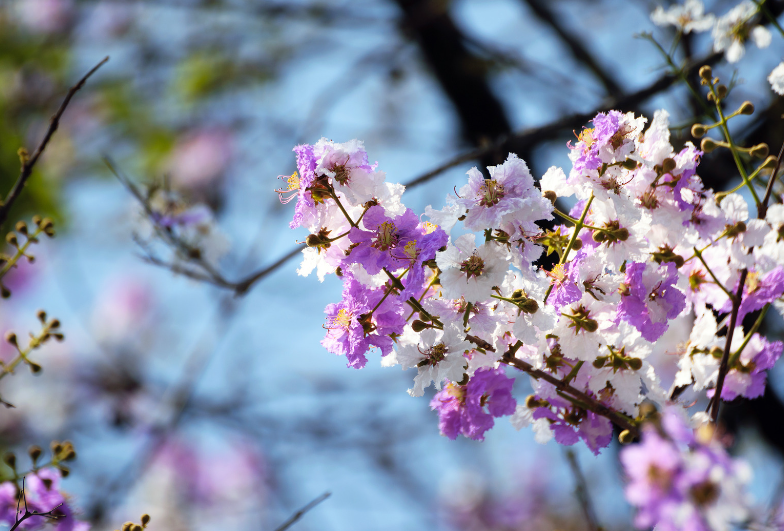 Ornamental Peach Tree in Bloom A blooming ornamental peach tree with vibrant pink flowers