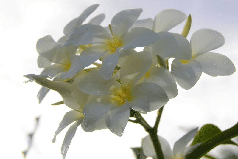 Plumeria pudica Plumeria pudica