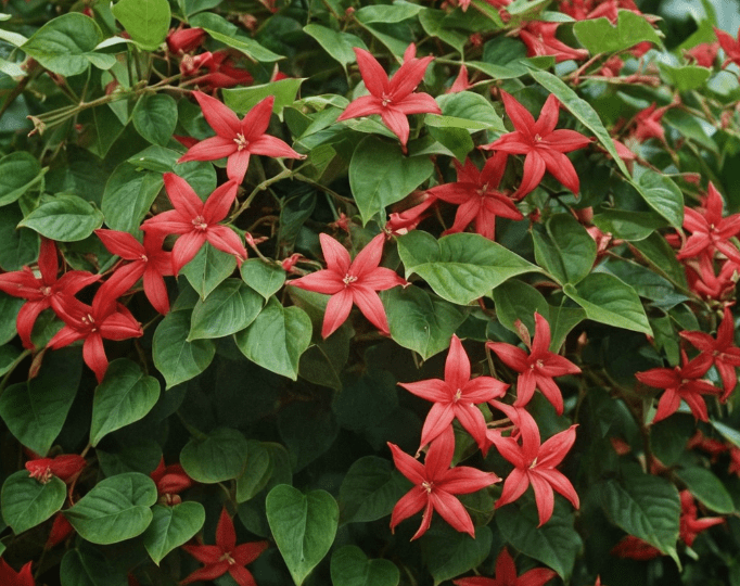 QuisqualisIndica_CareTips.png QuisqualisIndica_CareTips.png