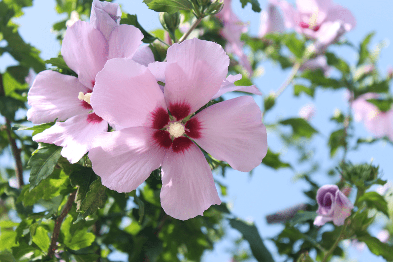 Rose of Sharon (Hibiscus syriacus) Rose of Sharon (Hibiscus syriacus)