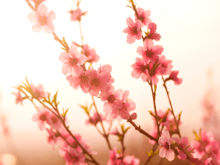 Tequila Sunrise Flowering Peach Close up of pink flowers on a Tequila Sunrise peach tree