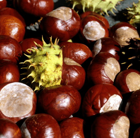 Buckeye Horsechestnut Aesculus Buckeye or horse chestnut seed pod with shiny brown seed