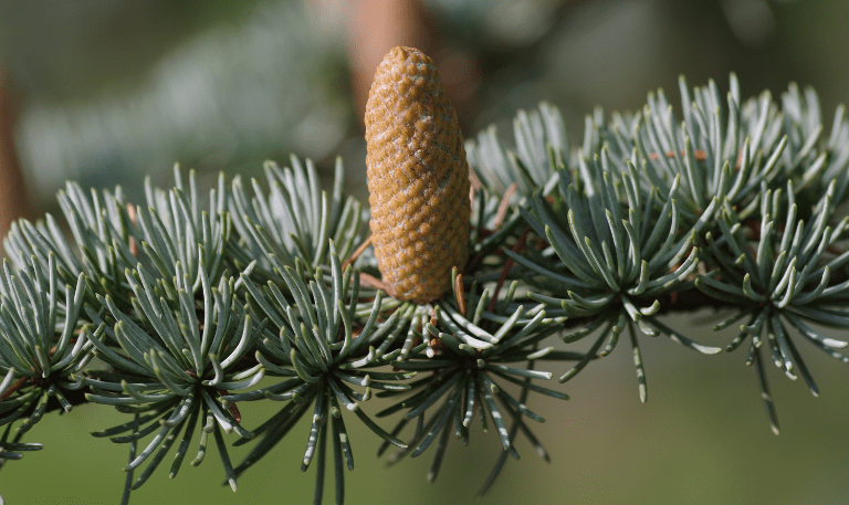 Blue Atlas Cedar (Cedrus atlantica Blue Atlas Cedar (Cedrus atlantica