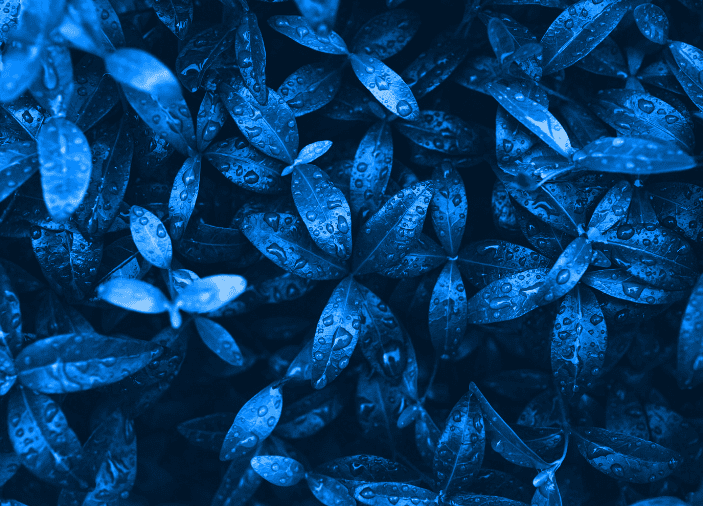 Blue Leaves Plants Blue Leaves Plants