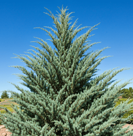 Blue Star Juniper Blue Star Juniper