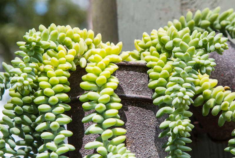 Burro’s Tail Burro’s Tail
