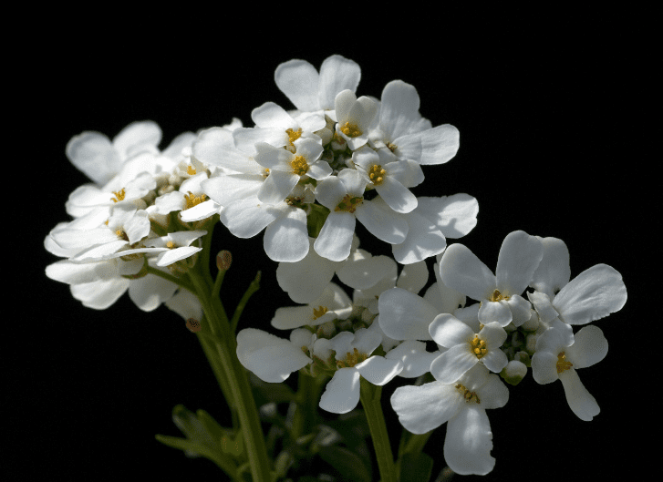 Candytuft Companion Plants Candytuft Companion Plants