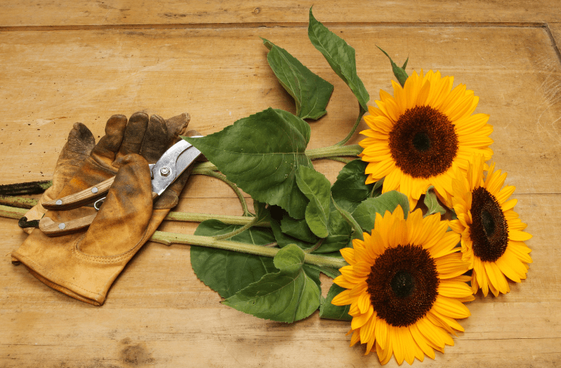 Care for Cut Sunflowers Care for Cut Sunflowers