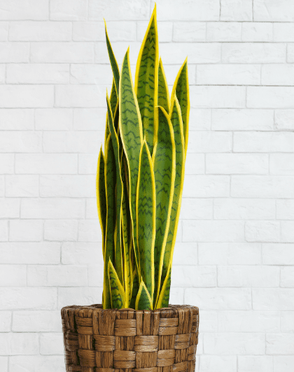 Caring for Your Snake Plant at Home Caring for Your Snake Plant at Home