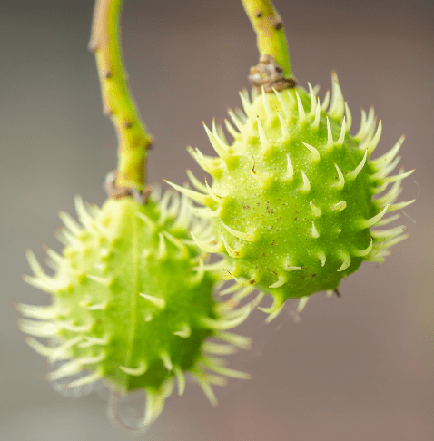 Chestnut Castanea True chestnut burs with sharp spines and edible nuts