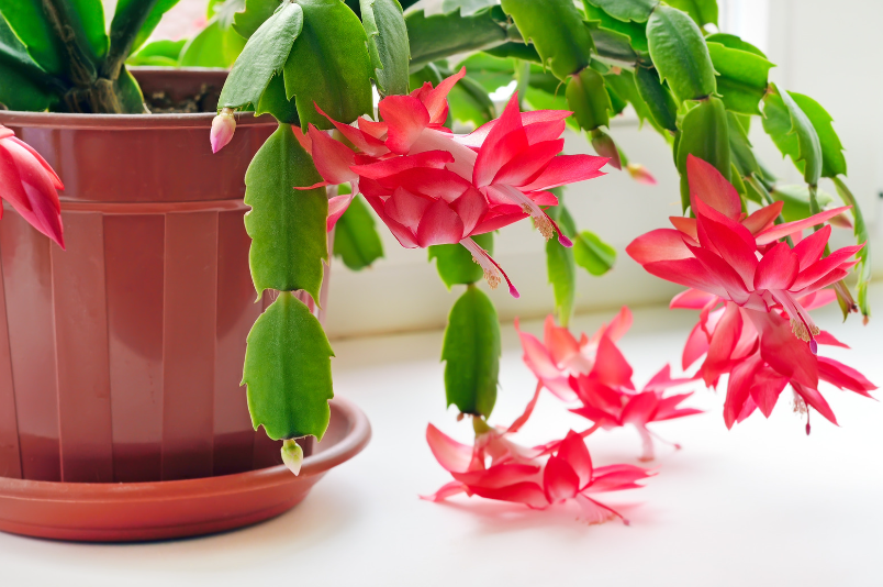 Christmas Cactus Bright pink blooming Christmas Cactus in a pot