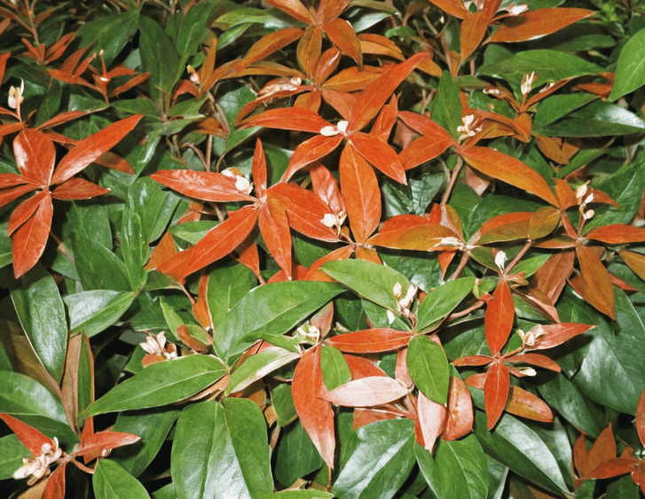 Coastal Leucothoe Coastal Leucothoe