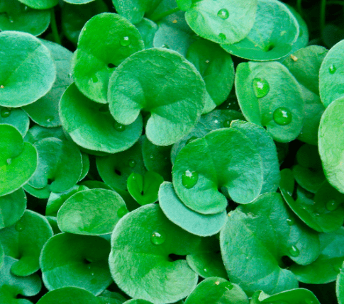 Dichondra plant Dichondra