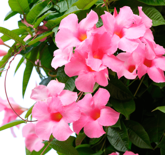 Dipladenia (Rock trumpet) Dipladenia (Rock trumpet)