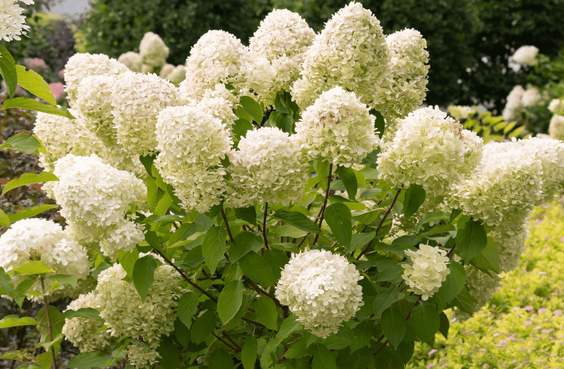 Drought Tolerant Hydrangeas A beautiful garden bed featuring white drought tolerant hydrangeas thriving in full sun.