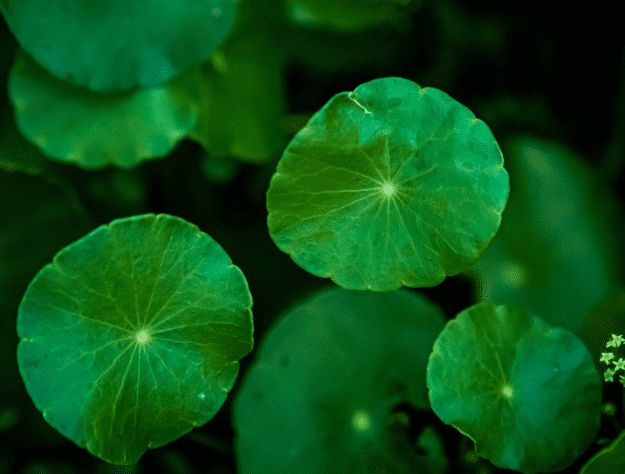 Gotu Kola Gotu Kola