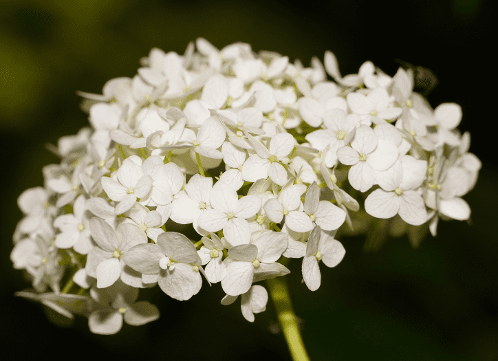 Hydrangea Arborescens Hydrangea Arborescens featuring large round white flower heads.