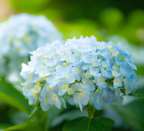 Hydrangea Macrophylla Hydrangea Macrophylla with bright pink blooms.