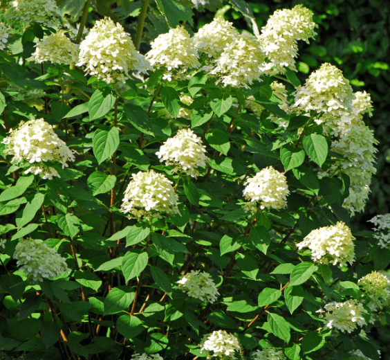 Hydrangea Paniculata Hydrangea Paniculata with cone-shaped white blooms.