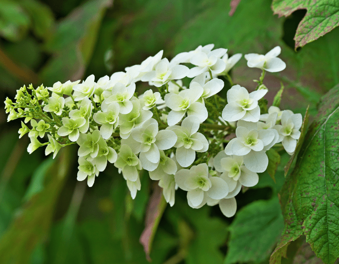 Hydrangea Quercifolia Close up of Hydrangea Quercifolia showing its distinctive oak-shaped leaves.
