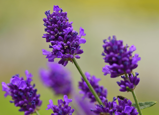 Lavender Lavandula Lavender Lavandula