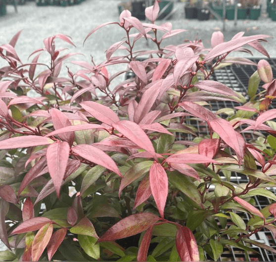 Leucothoe Compacta A lush Leucothoe Compacta shrub showing its glossy green and burgundy foliage
