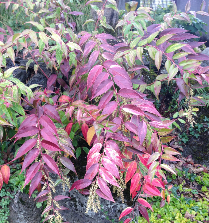 Leucothoe Rainbow Leucothoe Rainbow