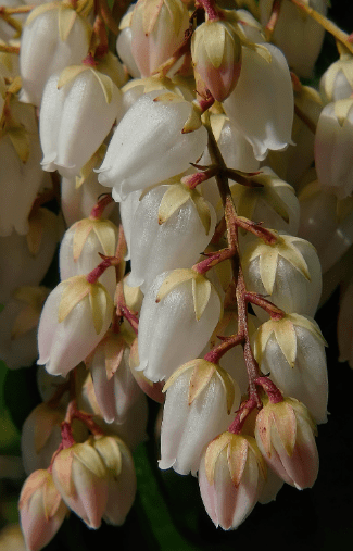 Leucothoe fontanesiana flowers Close up of the white, urn-shaped flowers of the Leucothoe fontanesiana
