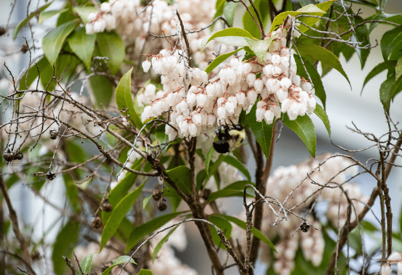 Leucothoe Leucothoe