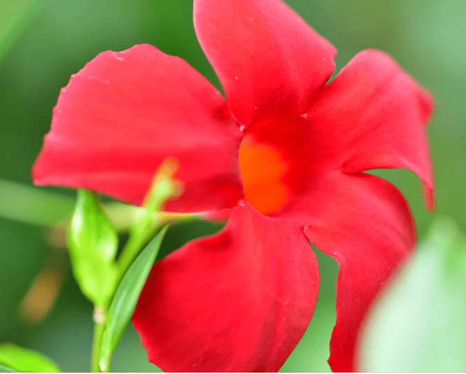 Mandevilla Sun Parasol Series Mandevilla Sun Parasol Series