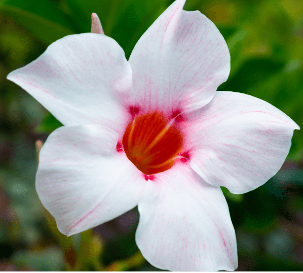Mandevilla laxa (Chilean Jasmine) Mandevilla laxa (Chilean Jasmine)