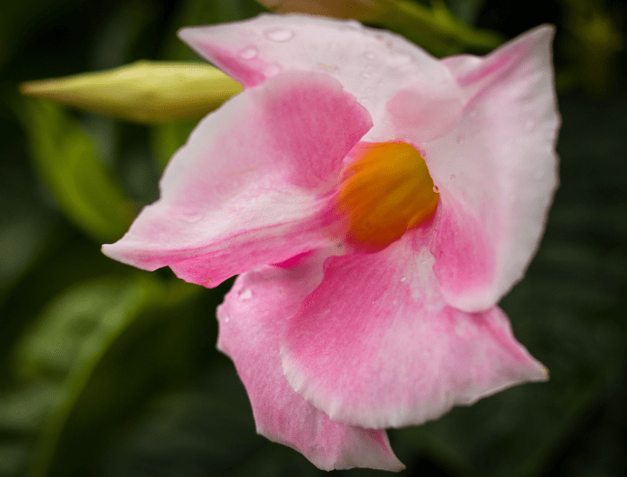 Mandevilla sanderi (Brazilian Jasmine) Mandevilla sanderi (Brazilian Jasmine)