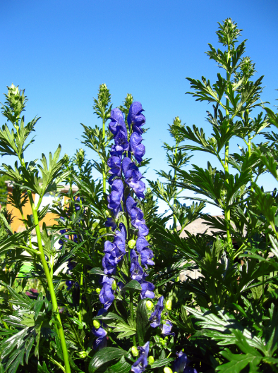 Monkshood leaves Monkshood leaves