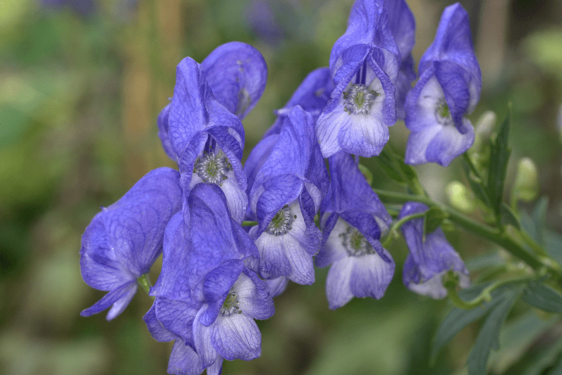 Monkshood Monkshood